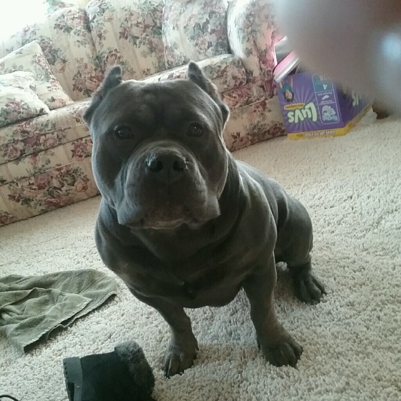 sammyalli